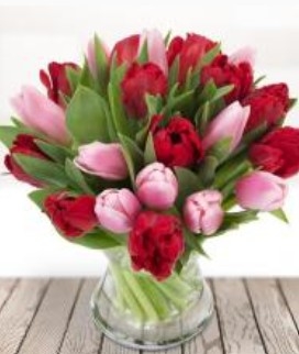 Red and Pink Tulips