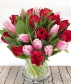Red and Pink Tulips